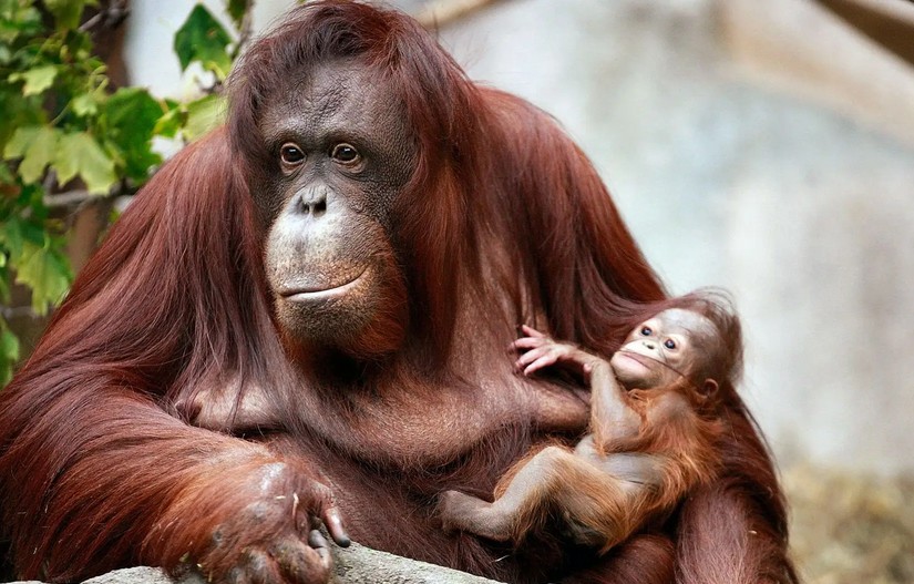 Une mère orang outan et son bébé.  © Scott Olson Getty Images / Agence France-Presse