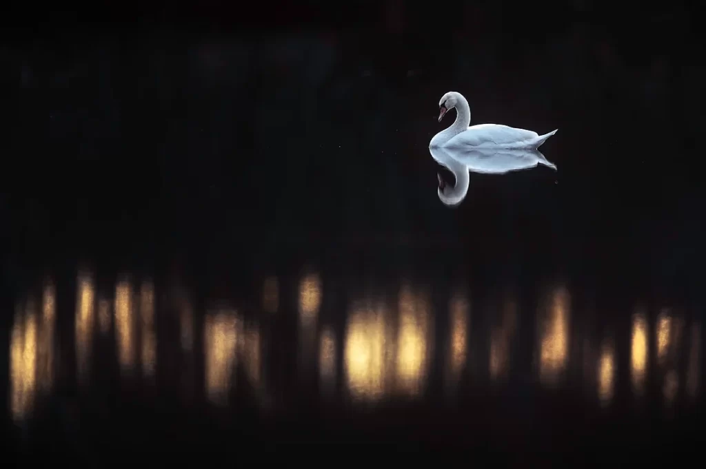 Un cygne au milieu d'un lac avec des reflet lumineux dans l'eau.