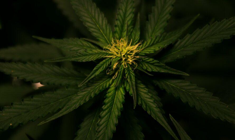 La cannabis et le chemin de la légalisation
