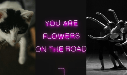 Assemblage de 3 photos Un chat noir et blanc avance lentement, une patte en avant. Un néon rose fuchsia sur fond noir dit : "You are the flowers ont the road". 3 danseuses de profil, les unes derrière les autres, bras levés et jambes arrières tendues