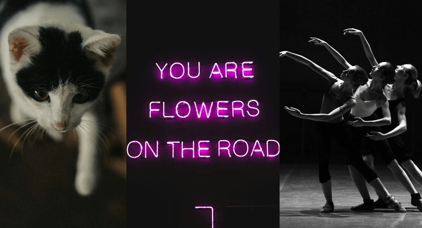 Assemblage de 3 photos Un chat noir et blanc avance lentement, une patte en avant. Un néon rose fuchsia sur fond noir dit : "You are the flowers ont the road". 3 danseuses de profil, les unes derrière les autres, bras levés et jambes arrières tendues